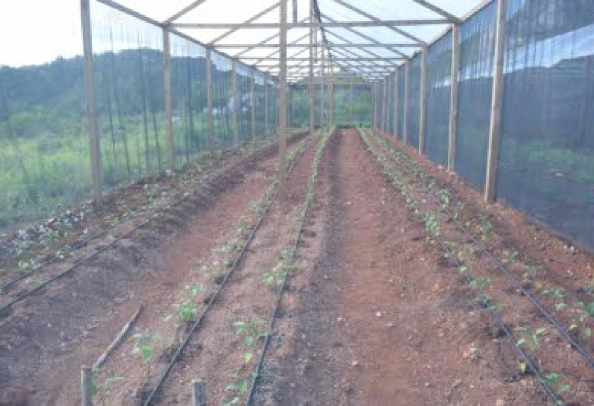 Greenhouse Technology A Saviour For Several St Ann Farmers Jamaica Social Investment Fund Jsif 8639